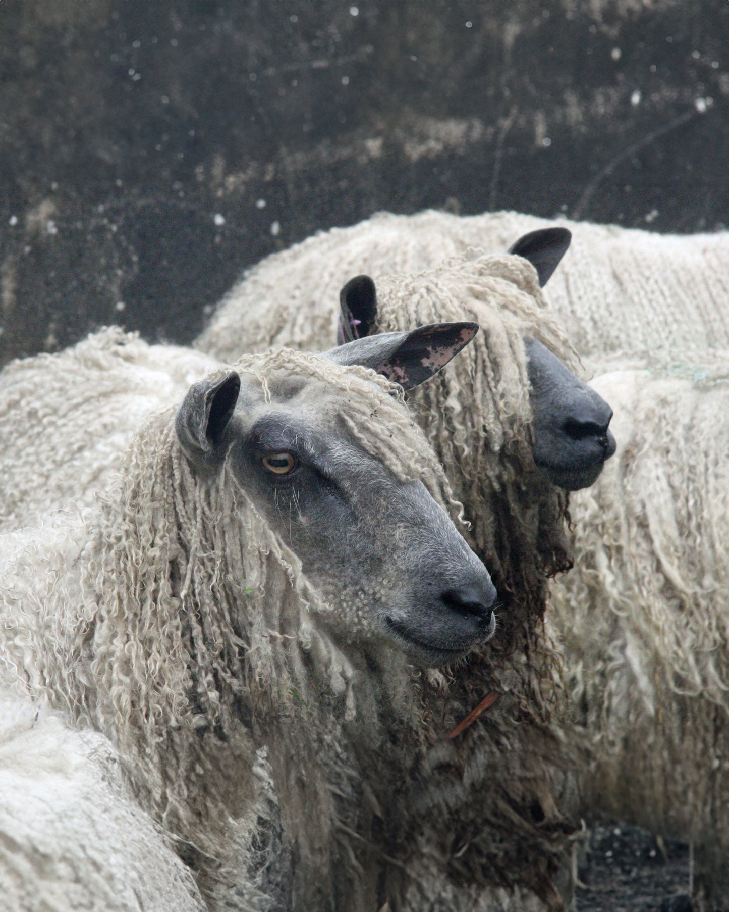 Northern Irish Wool Locks In Yellow