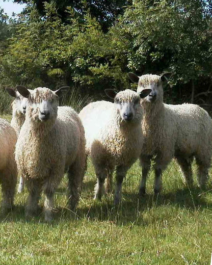 Northern Irish Wool Locks In Red