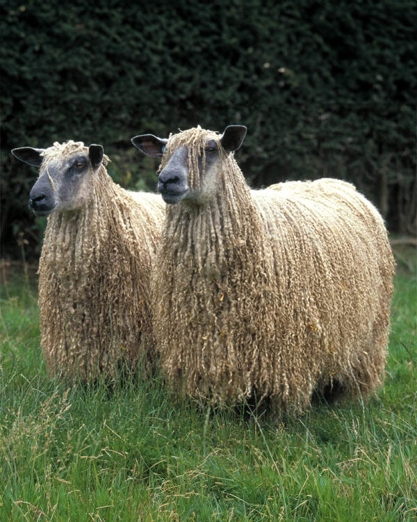 Northern Irish Wool Locks In Red