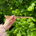 A person holding two wooden knitting needles in front of a bush, ready to start a new knitting project.
