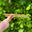 A person holding two wooden knitting needles in front of a bush, ready to start a new knitting project.
