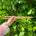 A person holding two wooden knitting needles in front of a bush, ready to start a new knitting project.