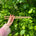A person holding two wooden knitting needles in front of a bush, ready to start a new knitting project.
